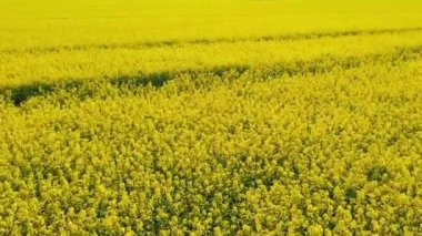 Drone flies low over yellow rapeseed field. Blooming canola field. Aerial view landscape. Beautiful yellow flowers