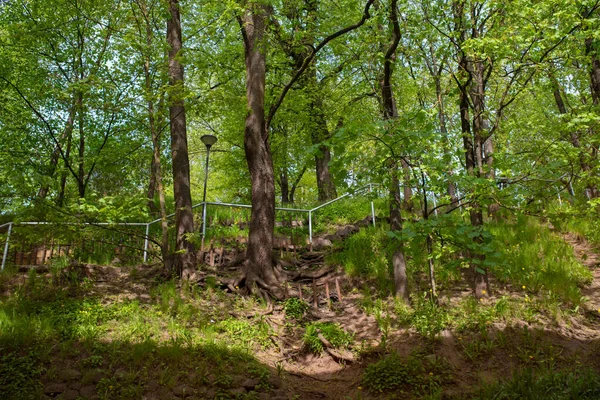 Sendero Peatonal Parque Pirogov Centro Tartu Soleado Día Verano — Foto de Stock