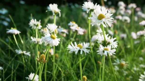 Belles Fleurs Marguerite Sauvage Bellis Annua Dans Jardin Domestique — Video