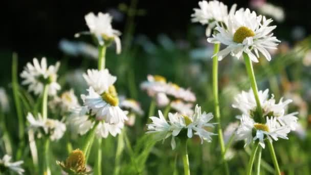 Lindas Flores Selvagens Margarida Bellis Annua Jardim Doméstico — Vídeo de Stock