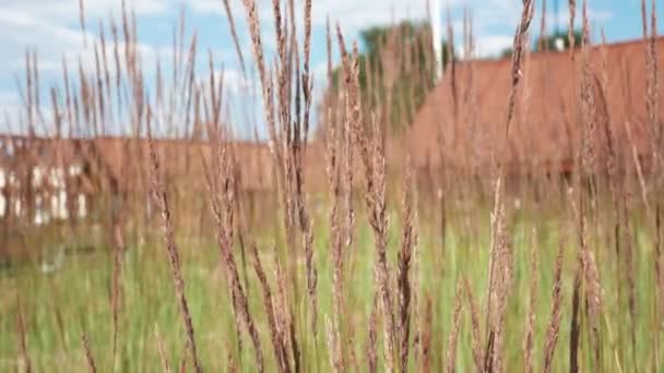 Droge Tarwe Swingend Wind Zomer Landelijk Landschap — Stockvideo