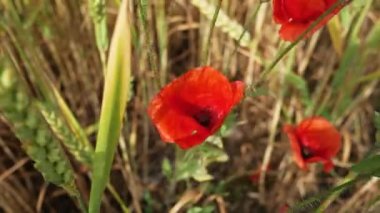 Rüzgarda sallanan kırmızı gelinciklerin yakın çekimi. Çavdar tarlasında yetişen gelincik çiçekli doğa konsepti