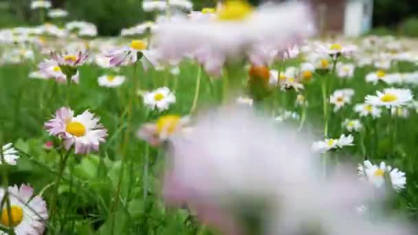 花园里美丽的野菊花 Belis Annua 摄像机在雏菊花丛中移动 夏季自然概念 — 图库视频影像