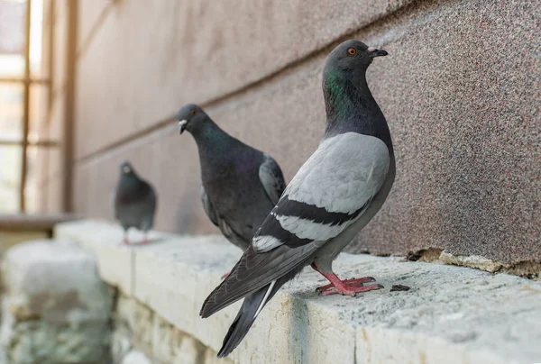 City birds. Grey pigeons (Columba livia) sitting on the house wall. Sunny summer day. Tallinn city center (Estonian - Kesklinn), Estonia.