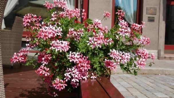 Primer Plano Flores Decorativas Una Maceta Una Terraza Aire Libre — Vídeos de Stock