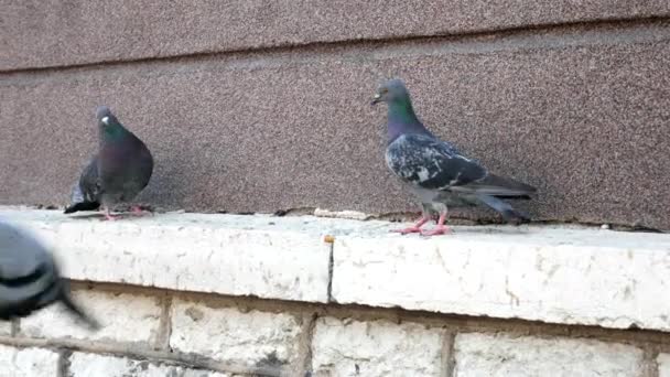 Grijze Duif Zoek Naar Voedsel Vogels Neergestreken Een Muur Aan — Stockvideo