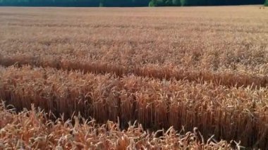 Gün batımında doğal altın buğday tarlalarının havadan görünüşü. Güzel bir buğday tarlasının üzerinde uçuyor. Bir buğday tarlasının güzel yaz manzarası.