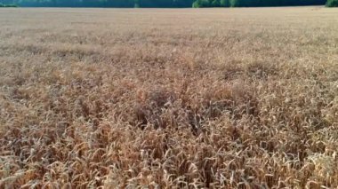 Gün batımında doğal altın buğday tarlalarının havadan görünüşü. Güzel bir buğday tarlasının üzerinde uçuyor. Bir buğday tarlasının güzel yaz manzarası.