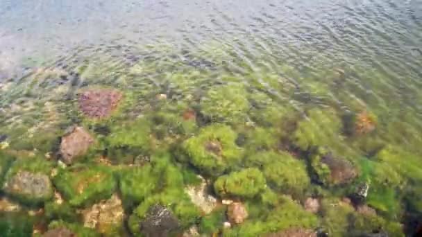 Pedras São Cobertas Algas Perto Costa Mar Báltico Fundo Verde — Vídeo de Stock