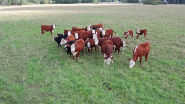 Vista Aérea Drones Vacas Rebanho Pastoreando Campo Pastagem Vacas Leiteiras — Vídeo de Stock