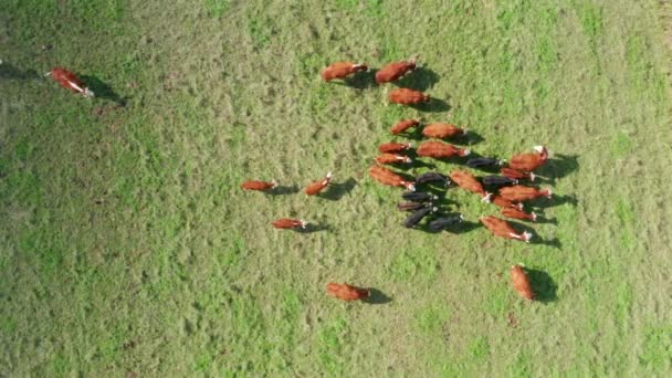 Drone Aéreo Vista Superior Vacas Rebanho Pastoreio Campo Pastagem Vacas — Vídeo de Stock