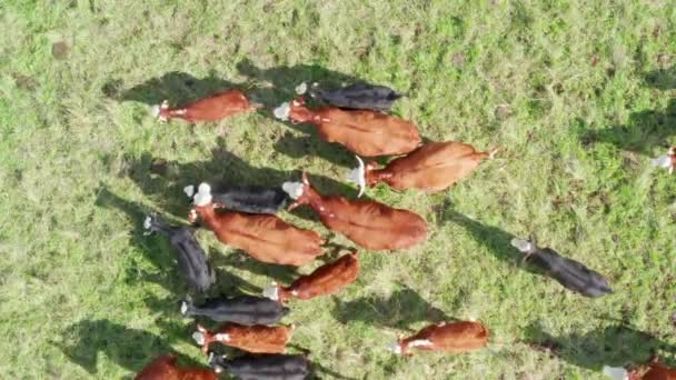 Drone Aéreo Vista Superior Vacas Rebanho Pastoreio Campo Pastagem Vacas — Vídeo de Stock