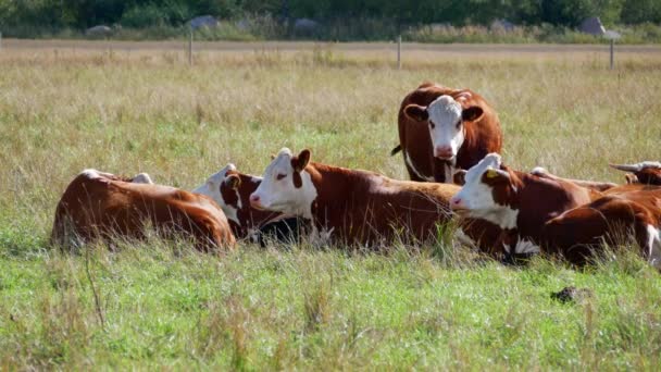 Vista Vacas Rebanho Deitado Campo Pasto Vacas Leiteiras Manadas Prados — Vídeo de Stock