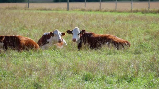 Vista Vacas Rebanho Deitado Campo Pasto Vacas Leiteiras Manadas Prados — Vídeo de Stock