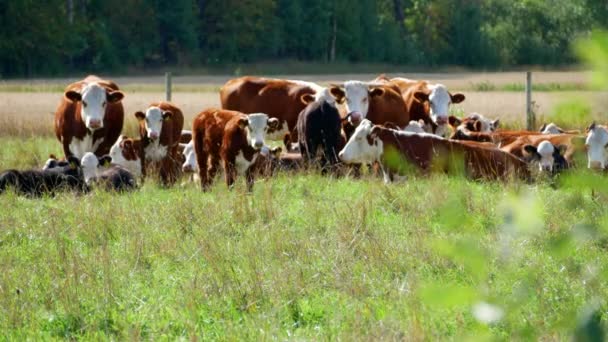 Grama Verde Prado Tiro Desfocado Vacas Rebanho Deitado Campo Pasto — Vídeo de Stock