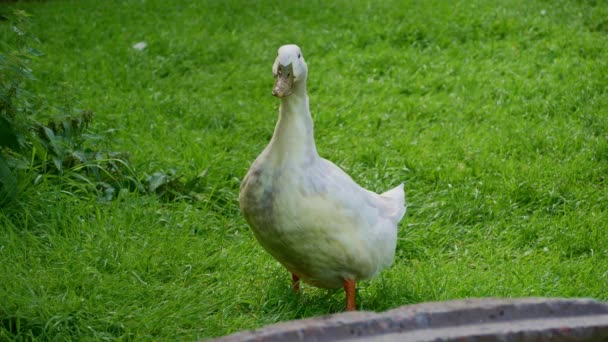 Een Witte Huisgans Die Een Zomerochtend Het Groene Gras Staat — Stockvideo