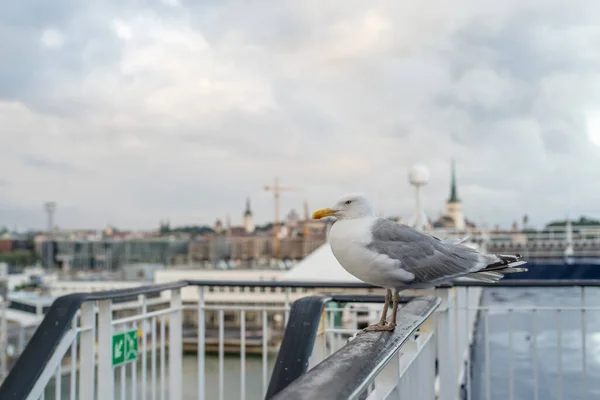 Mouette Sur Bateau Croisière Par Une Journée Nuageuse Été Port — Photo