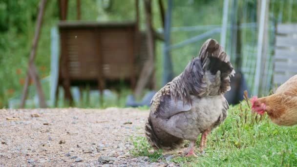 Bir Çiftliğin Bahçesinden Yiyecek Arayan Bir Horoz Tavukların Görüntüsü — Stok video