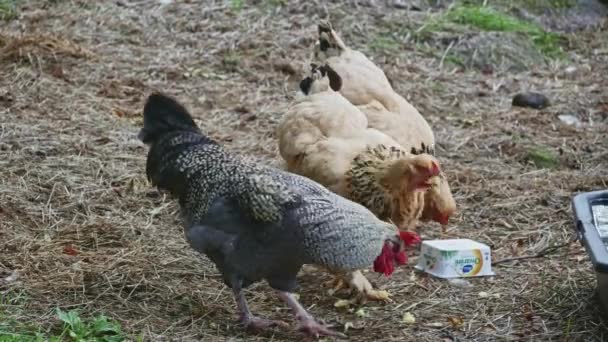 Footage Dari Ayam Makan Kentang Halaman Sebuah Peternakan — Stok Video