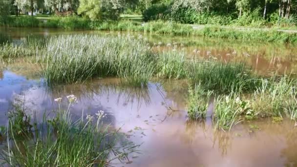 Hermoso Pequeño Estanque Parque Público Ciudad Forssa Finlandia Día Soleado — Vídeos de Stock