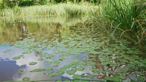 Prachtige Kleine Vijver Een Openbaar Park Forssa Stad Finland Een — Stockvideo