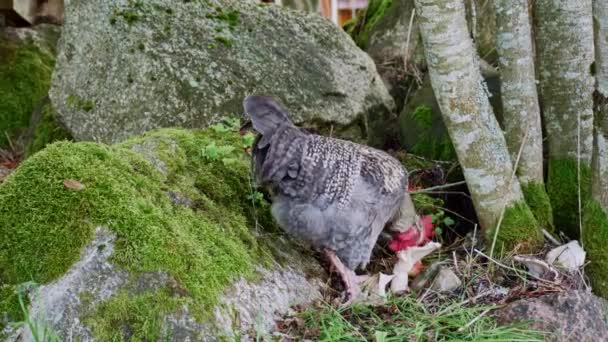 Footage Rooster Eating Apple Yard Farm Beautiful Scenery Large Mossy — Stock Video