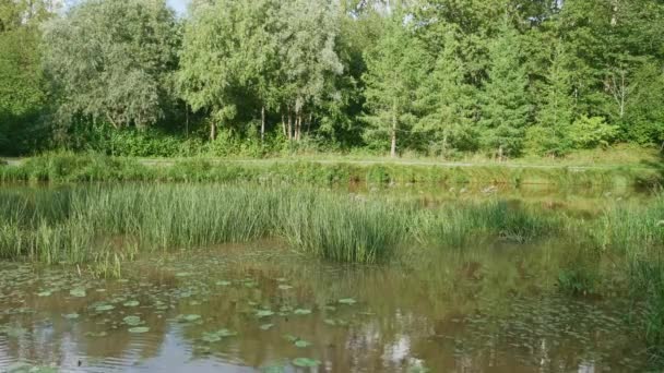 Vacker Liten Damm Offentlig Park Forssa Stad Finland Solig Sommardag — Stockvideo