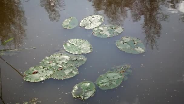 Bovenaanzicht Van Groene Waterlelie Bladeren Drijvend Het Water Waterlelies Vijver — Stockvideo