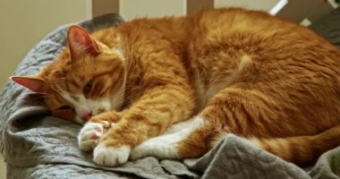 Kanepede yatan sevimli bir kızıl kedi. Mutlu sevimli kedi evcil hayvan kavramı