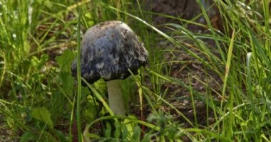 Shaggy Ink Cap Mantarları, güneşli bir yaz gününde Yeşil Çimenler 'de büyüyor. Coprinus koması yol kenarında yetişir..