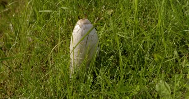 Cogumelos Inkcap Crescendo Grama Verde Lado Estrada Dia Ensolarado Verão — Vídeo de Stock