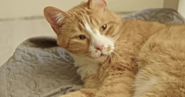 Lindo Gato Jengibre Durmiendo Sofá Despierta Bostezos Duerme Nuevo Concepto — Vídeos de Stock