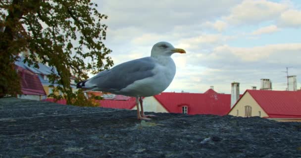 Gabbiano Larus Argentatus Piedi Muro Della Città Una Nuvolosa Giornata — Video Stock