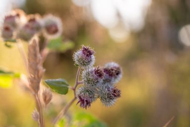 Büyük Burdock 'un (Arctium lappa) mor dikenli çiçeklerinin güneş ışığında yakın fotoğrafını çek. Seçici odak, bulanık arkaplan.