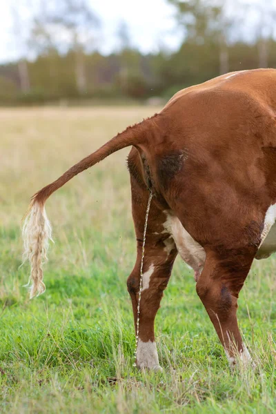 フィールド上の茶色の牛ののぞき見 牛は尾を上げて排尿している フィンランドのマック — ストック写真