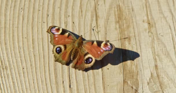 Close Van Een Europese Gewone Pauw Vlinder Een Zonnige Herfstdag — Stockvideo