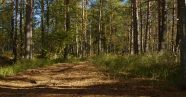Güzel sonbahar doğa manzarası. Güneşli bir sonbahar gününde, açık yeşil ormanın içinden geçen yol. Bataklık bölgesinde bir sürü ağaç olan vahşi bir orman..