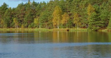 Güzel doğa manzarası. Güneşli bir sonbahar gününde yeşilimsi ve sarımsı ormanın yanında bir göl..