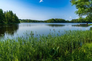 Sakin yaz gölü manzarası önplanda yeşil kamışlarla, sakin mavi su berrak bir gökyüzü altında gür orman ağaçları ile çevrili, huzurlu bir doğal manzara yaratıyor.