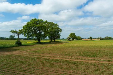 Yeşil meşe ağaçları olan kırsal tarım arazileri beyaz bulutlu mavi gökyüzünün altında ekilmiş bir tarlada duruyor. İngiliz kırsal arazisi tarım arazilerini, olgun ağaçları ve sakin yaz manzaralarını gösteriyor