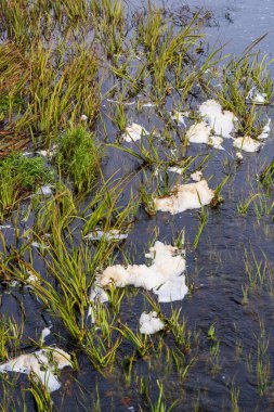 Yeşil kamış bitkisi ve beyaz köpüklü nehir suyu yüzeyde yüzüyor. Doğal deniz manzarası nehir kenarındaki bitkileri, köpüklü su akışını ve sakin tatlı su akıntısı doğal yaşam alanını gösteriyor.