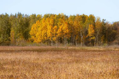 Canlı sarı ve turuncu yaprakları olan altın sonbahar huş ağacı ormanı bulutlu bir gökyüzünün altında bir tarlanın yanında duruyor. Güzel sonbahar doğa manzarası ve mevsimsel manzara