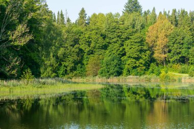 Bereketli yeşil orman manzarasının mükemmel ayna yansımalarıyla sakin bir göl. Sakin yaz sulak arazi yoğun ormanlık, sazlıklar ve sakin su içeren, barışçıl bir doğal ortam oluşturur.