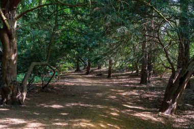 Huzurlu gölgeli orman yolu, olgun ağaçlar ve benekli ışık, doğal tepe örtüsü ve güneş ışığı desenli manzaralı orman yolu, sakin bir açık hava ortamı yaratıyor.