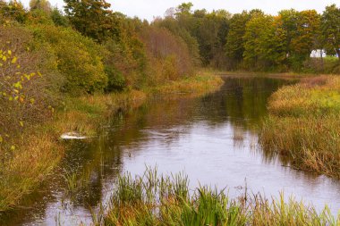 Doğal Orman Manzarasında Sazlıklar ve Ağaçlarla Huzurlu Sonbahar Nehri. Bataklık Çimenli Sakin Su Akıntısı, Yeşil Sebze ve Sonbahar Mevsiminde Kurumuş Kıyılar