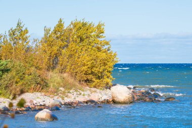 Altın Sonbahar Ağaçları ve Mavi Okyanus Suyu ile Rocky Sahili. Kıyı Sonbaharı Sahnesi Sarı Yapraklar, Büyük Taşlar ve Güneşli Bir Gün 'de Yumuşak Dalgalar Güzel Bir Doğal Deniz Manzarası Oluşturuyor