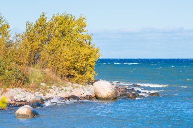 Vibrant yellow birch trees overlook a pristine rocky seashore with rolling blue waves and white sand. This stunning autumn coastal landscape showcases natural beauty where forest meets sea scenery