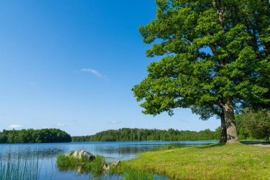 Arka planda sakin mavi su ve ormanla çimenli göl kıyısında büyük yeşil bir meşe ağacı duruyor. Yaz manzarası güneşli bir günde açık mavi gökyüzünün altında sudaki taşlarla huzurlu bir göl manzarası gösteriyor.