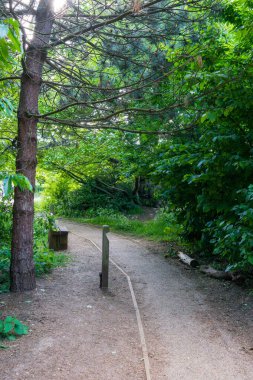 Kumlu zemini olan bir orman yolu yeşil ağaçların ve çalıların arasından doğa parkında esiyor. Tahta direkler bereketli yaz ormanlarının arasındaki yolu işaret ediyor. Çam dalları doğal bir tepe örtüsü oluşturuyor.