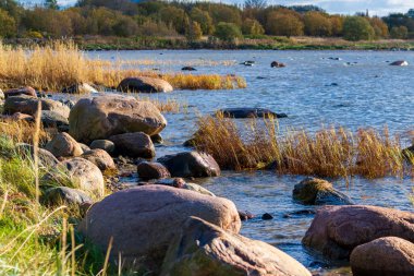 Bir sonbahar kıyı manzarası kıyı boyunca geniş, yuvarlak kayalar ve kuru, altın bitki örtüsü barındırır. Mavi deniz suyu taşların arasından yavaşça akar. Uzakta renkli bir sonbahar ormanı vardır.